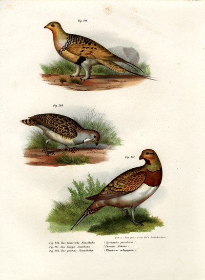 Pallas Sandgrouse by German School